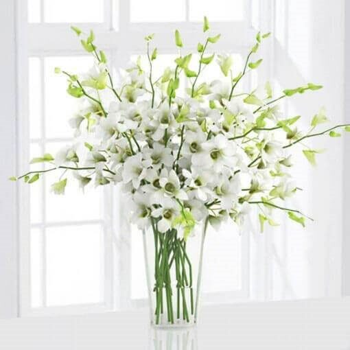 6 White Orchids in a Vase