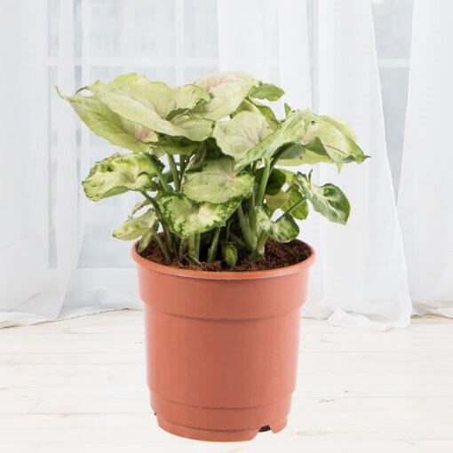 Syngonium Plant