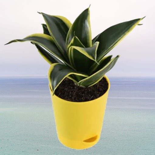 Sansevieria Golden Hahnii Plant