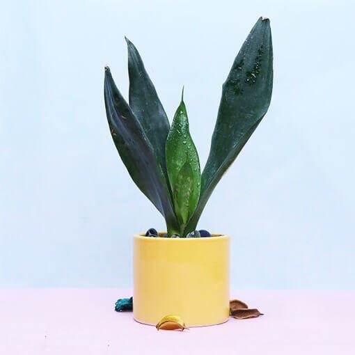 Refreshing Snake Plant