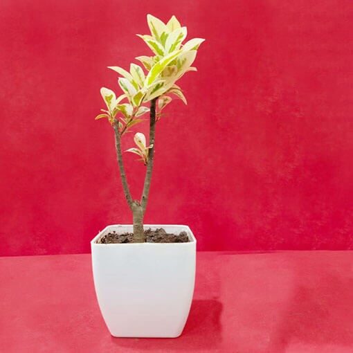 Phycas Basijabina