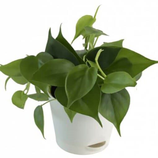 Philodendron Oxycardium Green Plant