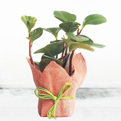 Peperomia Plant