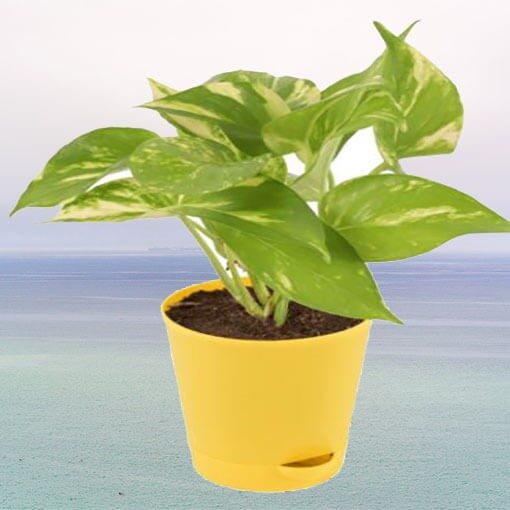 Money Plant Variegated