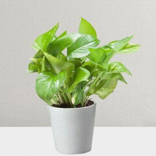 Money Plant for Prosperity