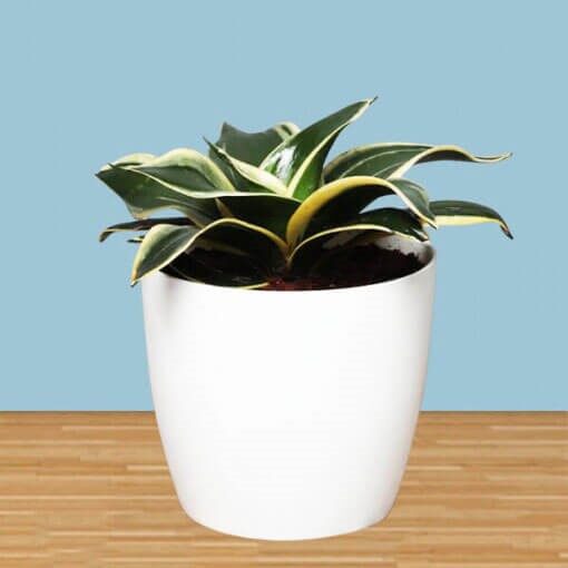 MILT Sansevieria Air Purifying Plant