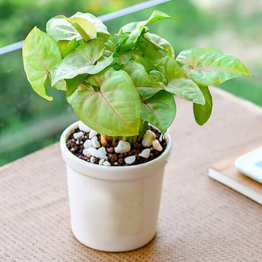 Lovely Syngonium In Ceramic Pot