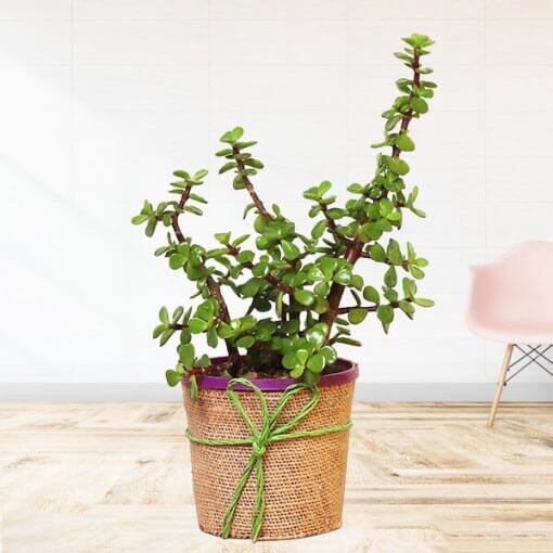 Jade Foliage Plant