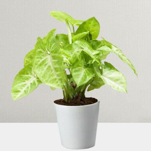 Golden Money Plant