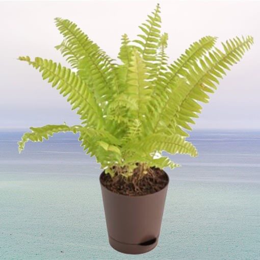 Golden Fern Plant