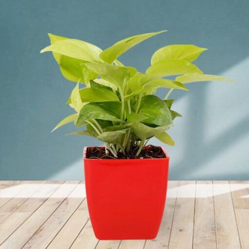 Classic Golden Money Plant