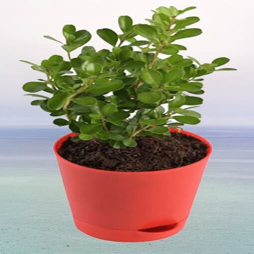 Boxwood Buxus Plant