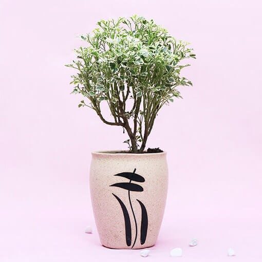 Aralia Variegated In White Designer Pot