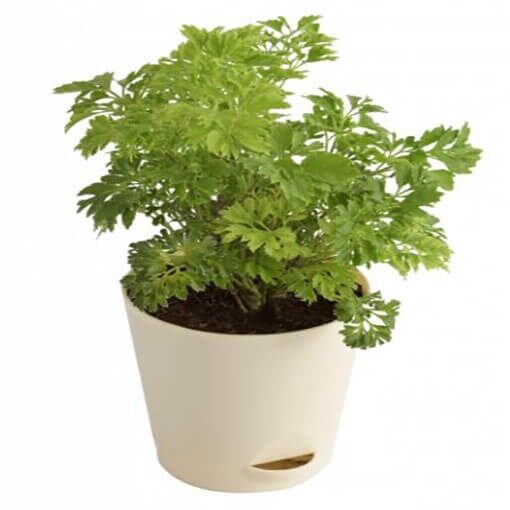 Aralia Golden Indoor Plant