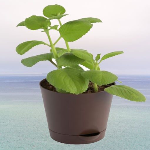 Ajwain Plant