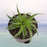 Aloe-Vera-green-colour-indoor-plant-in-small-pot