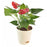anthurium-small-red-plant-cake-plaza