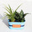 Best Indoor Chlorophytum and Sansevieria Plant