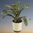 bromeliad-zebrine-green-flowering-plant-cake-plaza