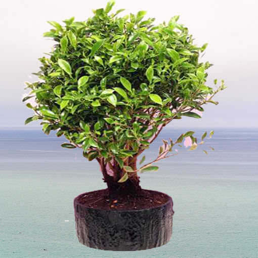 chinese-bonsai-banyan-green-plant-cake-plaza