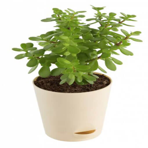 crassula-indoor-plant-in-a-small-white-color-pot