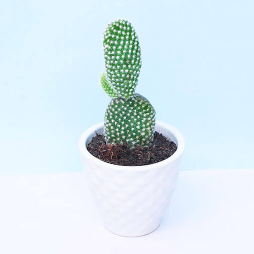 Green Bunny Ear Cactus Plant