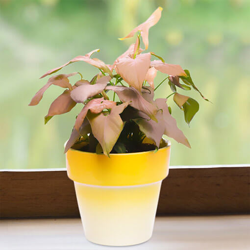 Ombre Yellow pink Syngonium