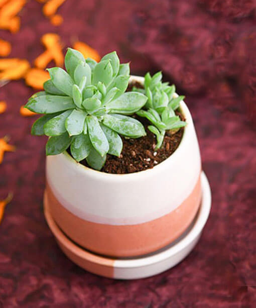 Prosperity Plant in Ceramic Pot