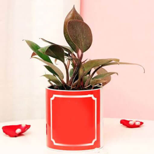 red-leo-philodendron-green-plant-cake-plaza