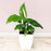 Spathiphyllum Air Purifying Plant