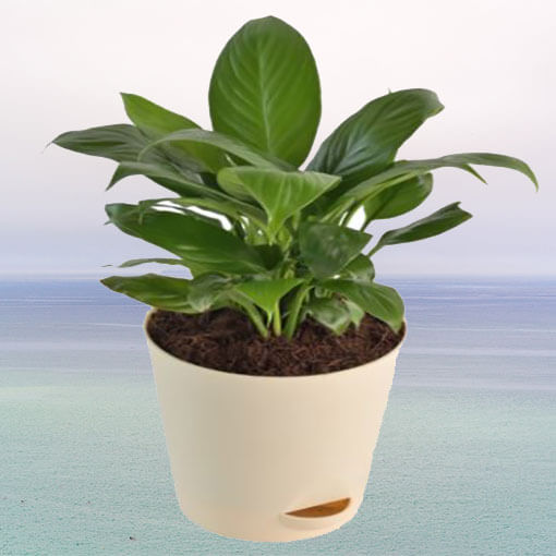 spathiphyllum-sensation-green-plant