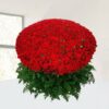 1200 Roses Bouquet