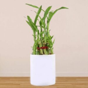 2 Layer Bamboo In Personalised