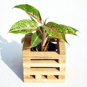 Aglaonema Butterfly Manis
