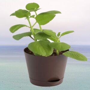 Ajwain-Plant