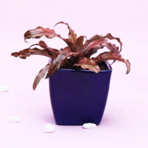 Alluring-Gasteria-Plant