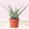 Aloe-Vera-Plant
