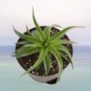 Aloe-Vera-Small-Indoor-Plant