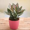 Amazing-Aglaonema