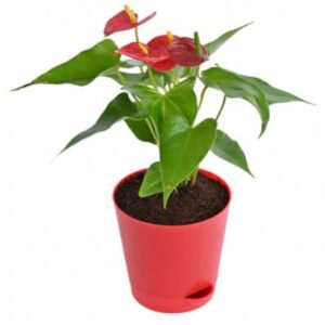Anthurium-Red-Plant