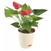 Anthurium-Red-Small-Plant