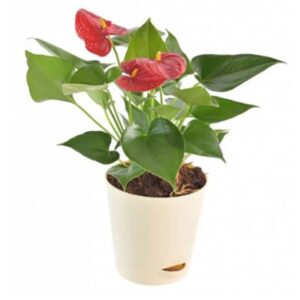 Anthurium-Red-Small-Plant
