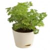 Aralia-Golden-Indoor-Plant