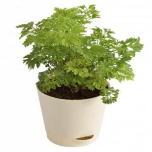 Aralia-Golden-Indoor-Plant