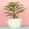 Araucaria-Plant