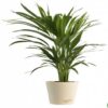 Areca-Palm-Plant