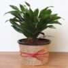 Astonishing-Green-Compacta-Plant
