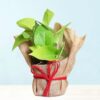 Beautiful-Money-Plant
