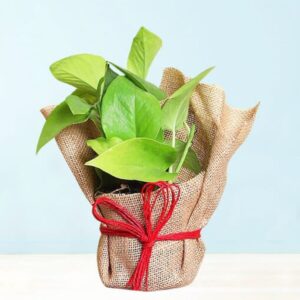 Beautiful-Money-Plant