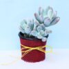 Beauty-Pachyphytum-Oviferum-Plant